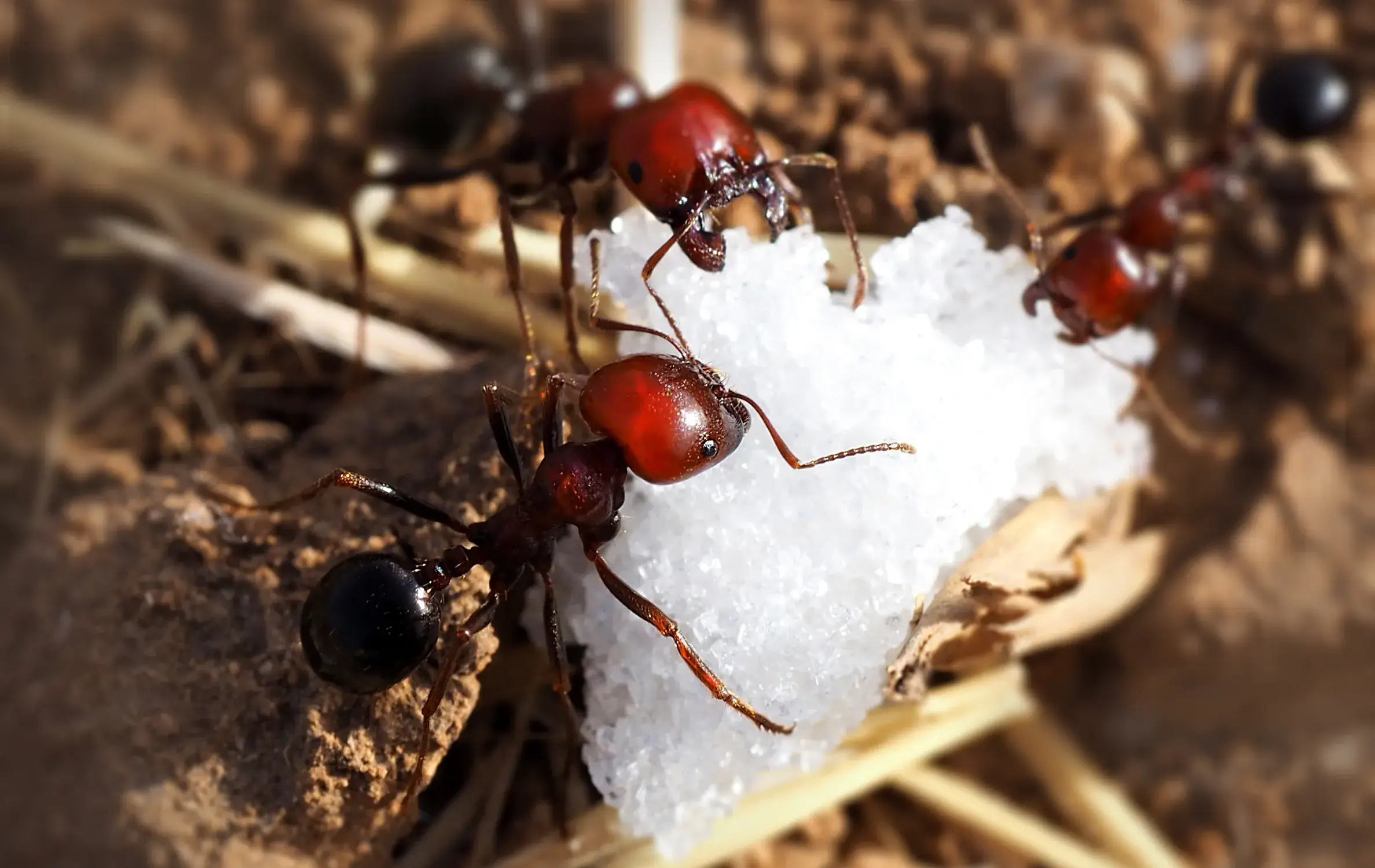 three ants eat sugar