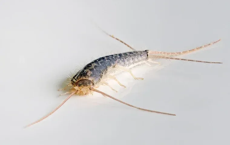 Do Silverfish Bite?  Native Pest Management