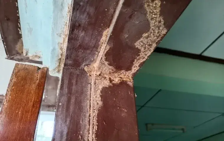 house termites