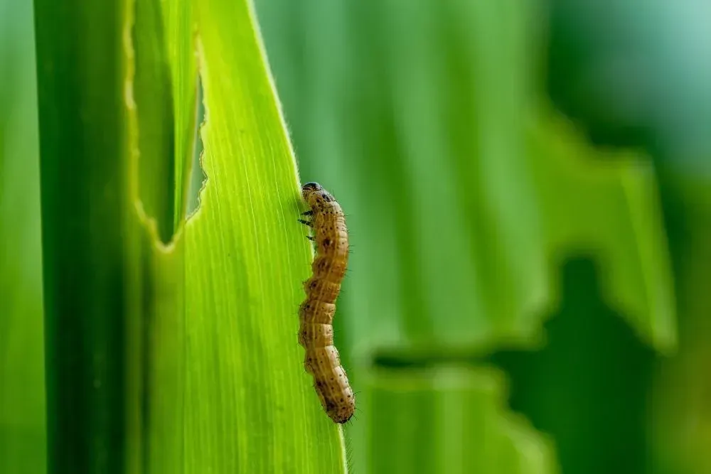 armyworm on grass blade