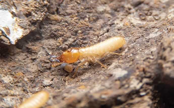 termite in mound in south florida
