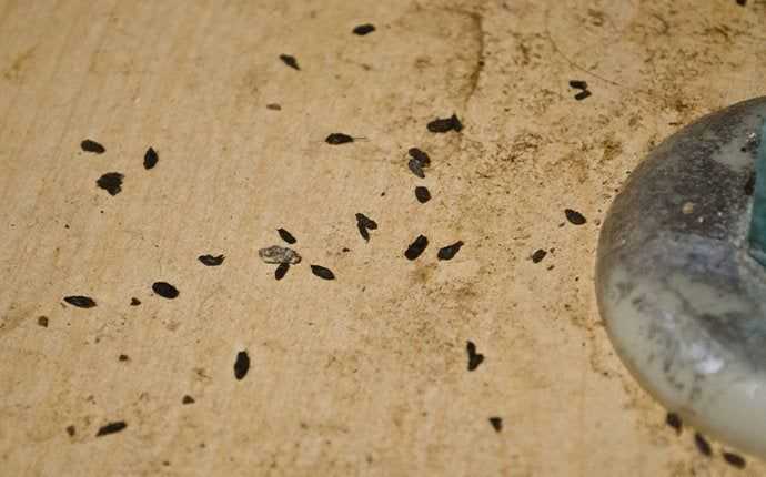 rodent droppings on floor in south florida