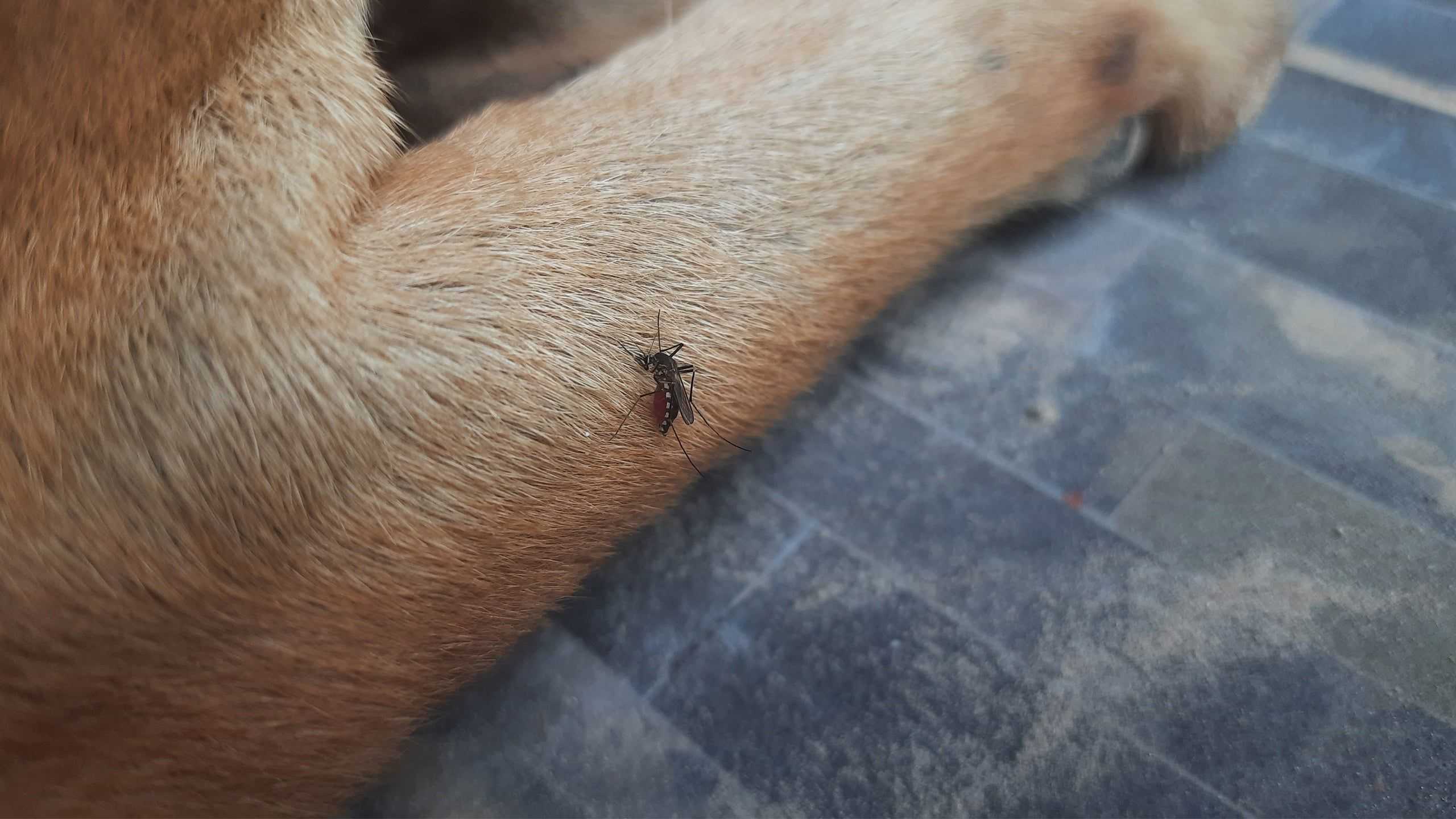 mosquito biting a pet