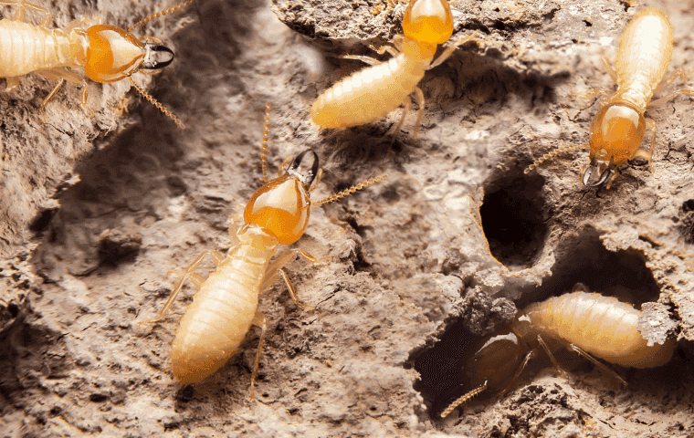 Get rid of Termites in Florida