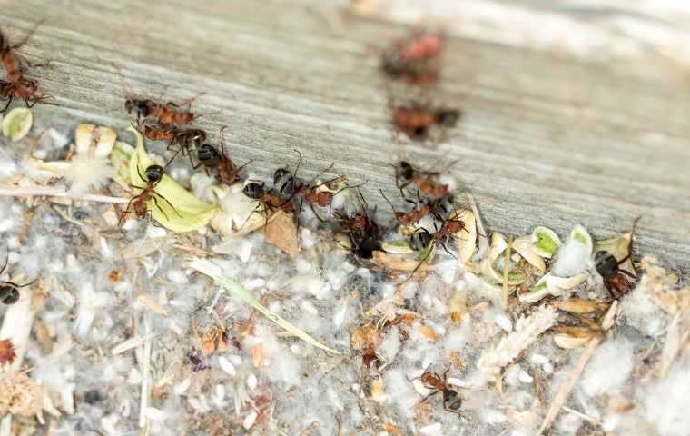 Get rid of big headed ants in Port St. Lucie