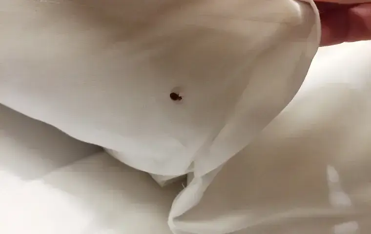 bed bug under the blanket