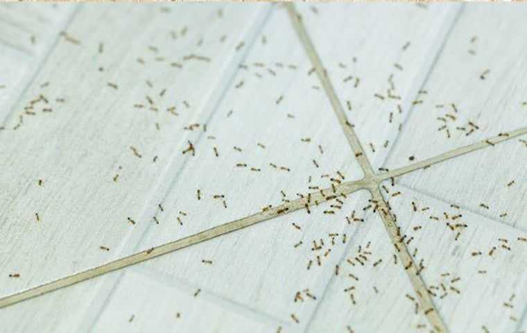 Get rid of small ants in West Palm Beach