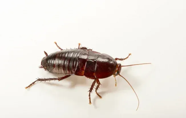 Close-up of a Florida Woods cockroach