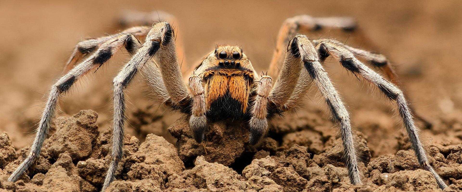 wolf spider on dirt in south florida
