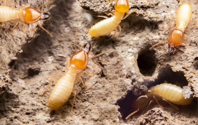 termites in the dirt