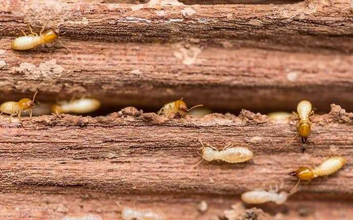 termites in wood in south florida
