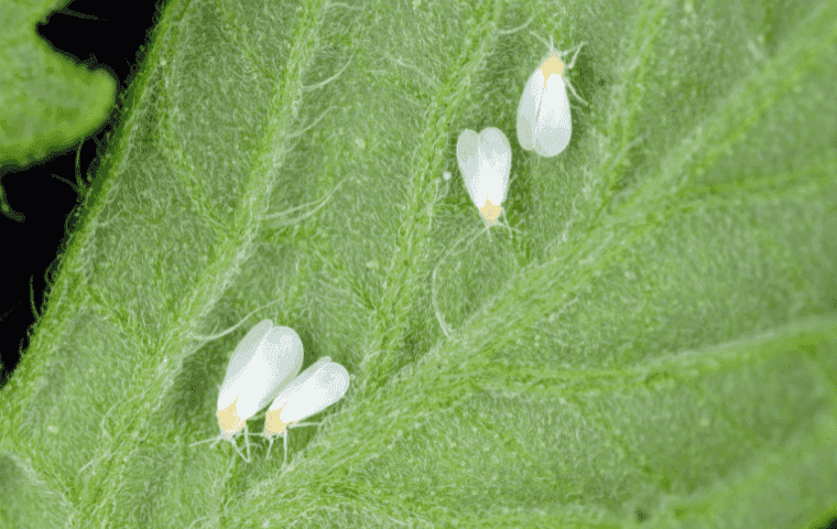 How to prevent whiteflies in West Palm Beach