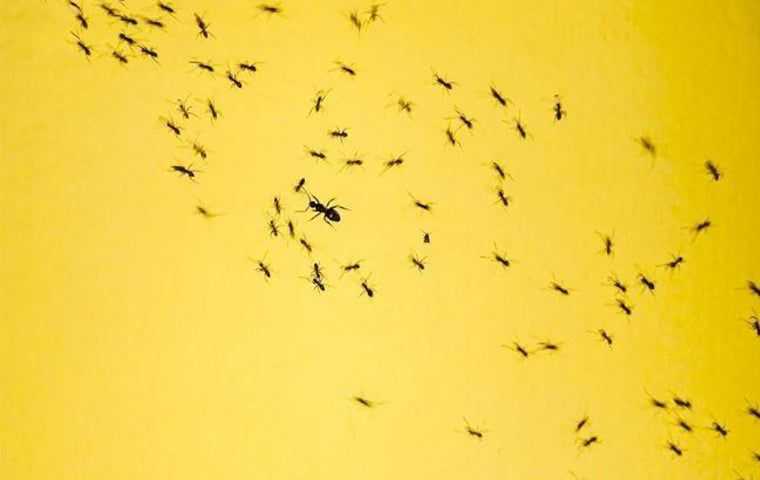 ants on something yellow