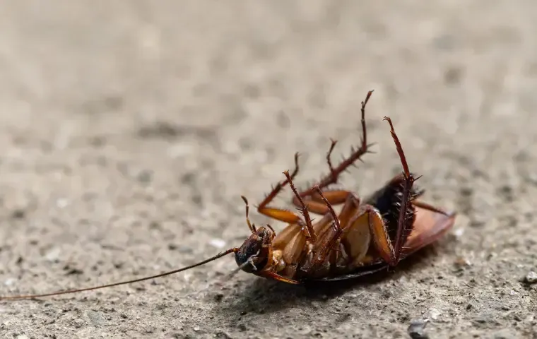 Cockroach in Macro Photography