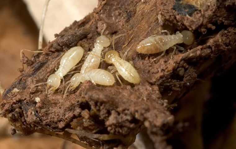 Subterranean termite control West Palm Beach