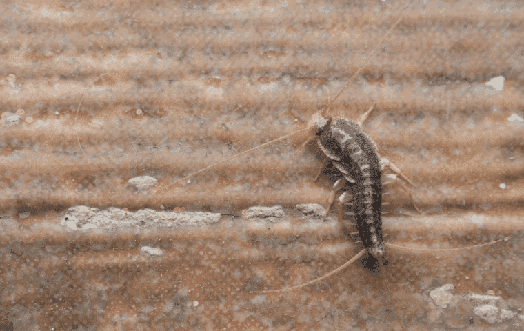 Silverfish prevention in West Palm Beach
