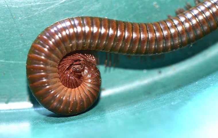 a millipede in south Florida