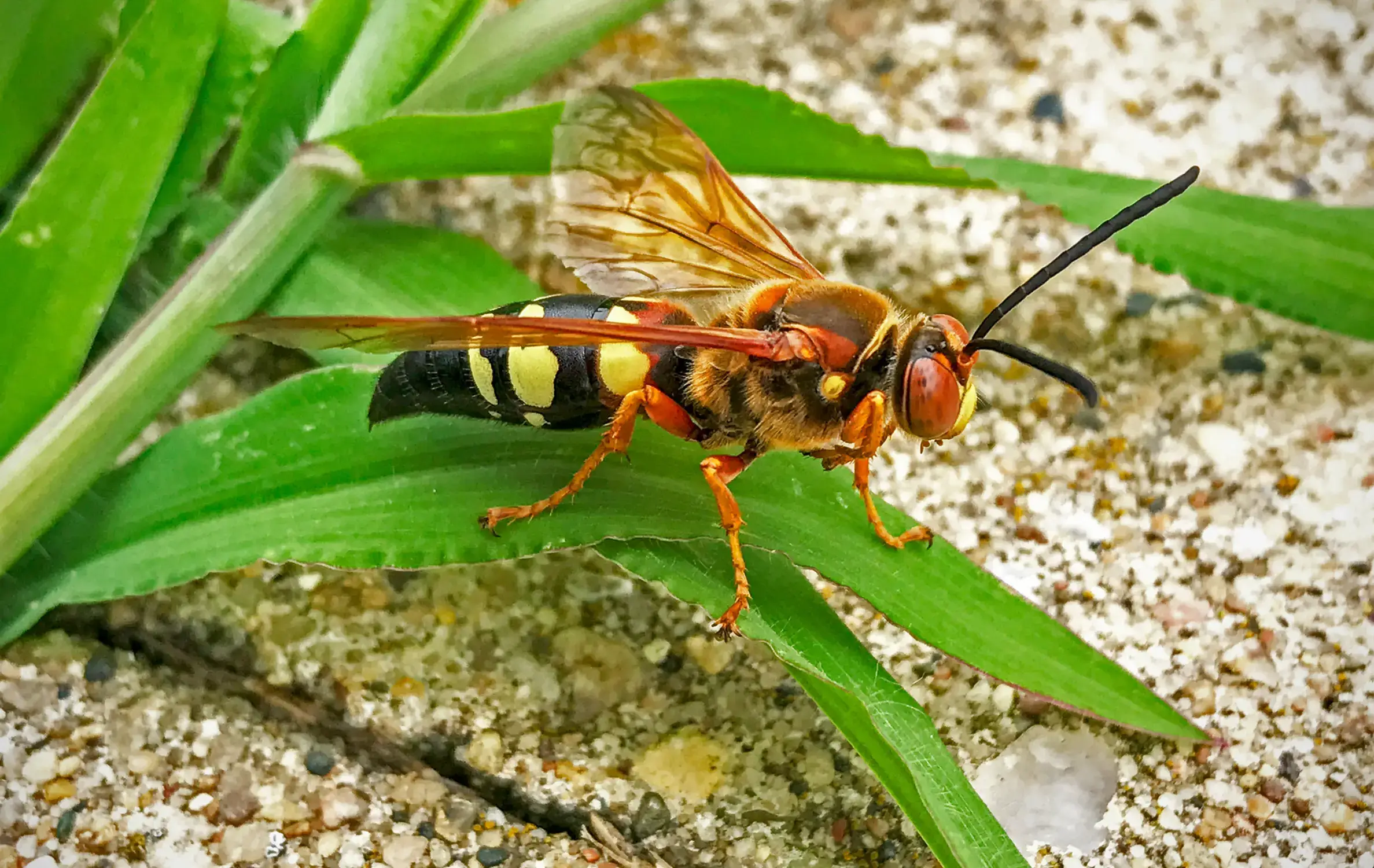 cicada killer wasp, Sphecius speciosus