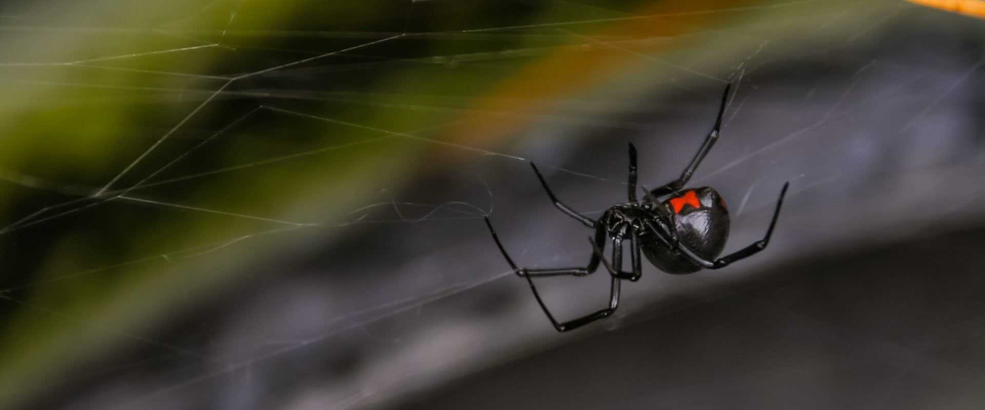 black widow in web in south florida