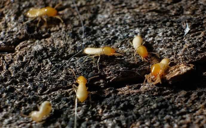 termites in mound in south florida