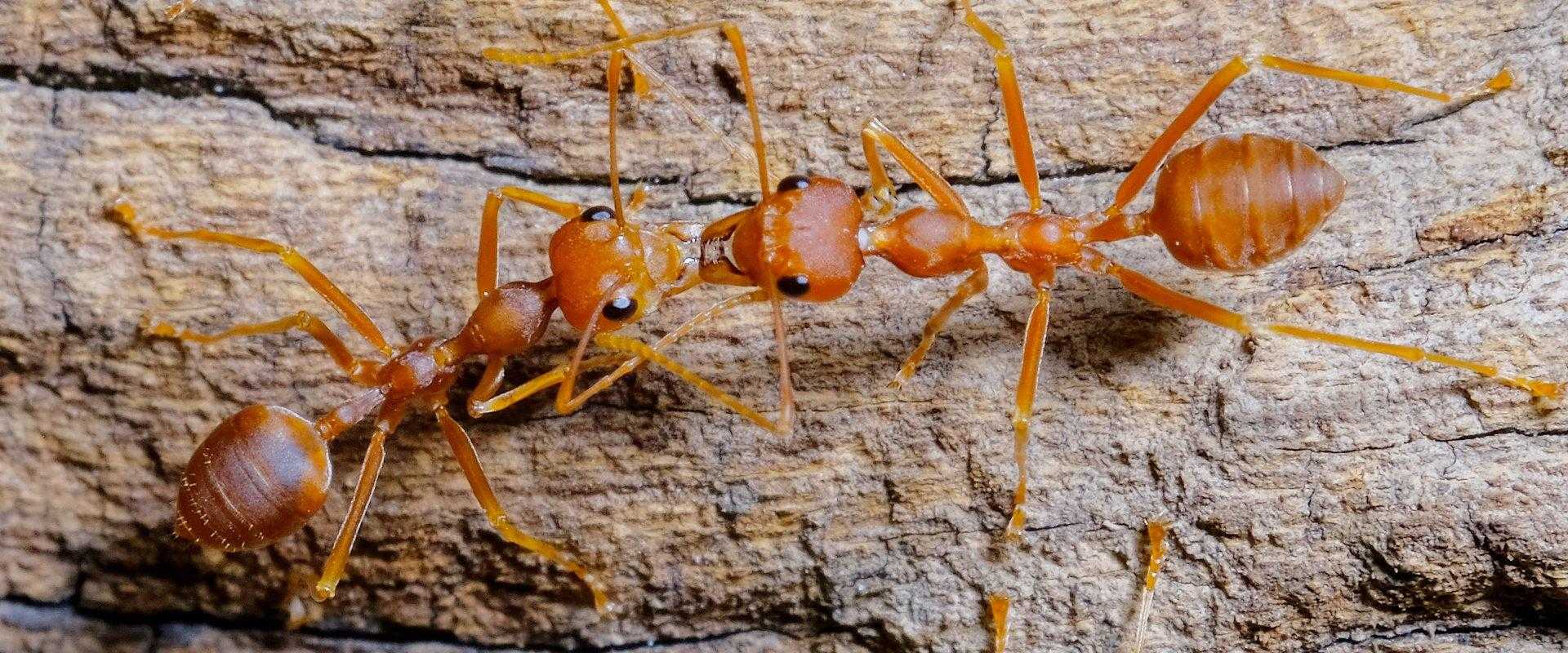 fire ants on wood in south florida