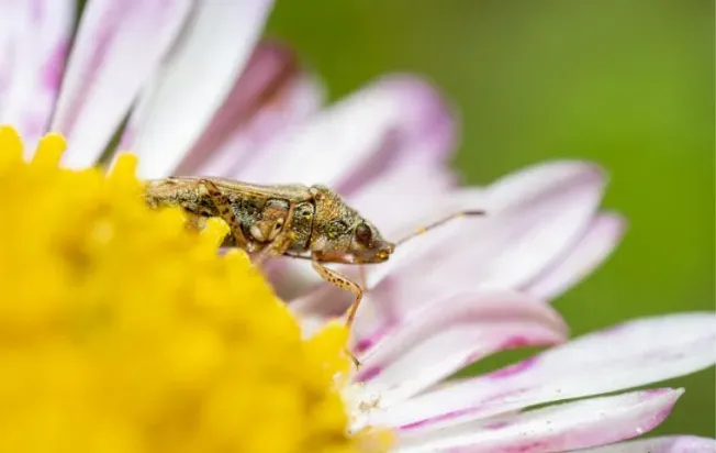 Chinch bug on a flower