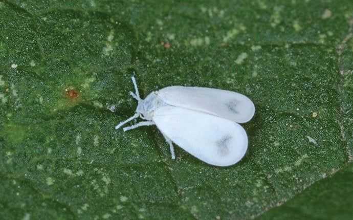 whitefly on plant in south florida
