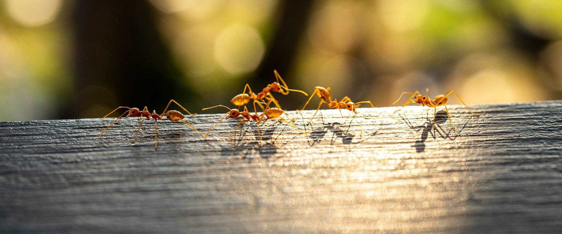 fire ants crawling on ground in south florida