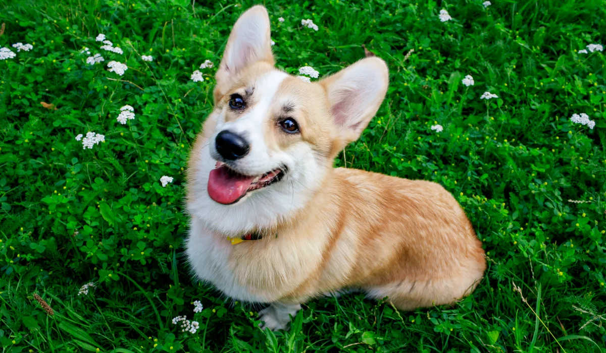 Small tan and white dog sitting in green grass with small white flowers, looking up with tongue out