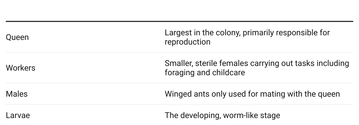 chinch bug life cycle table