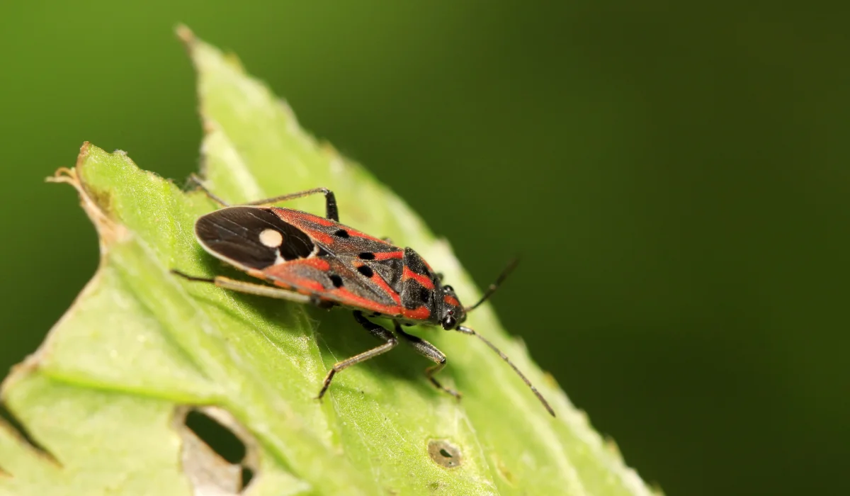 chinch bug