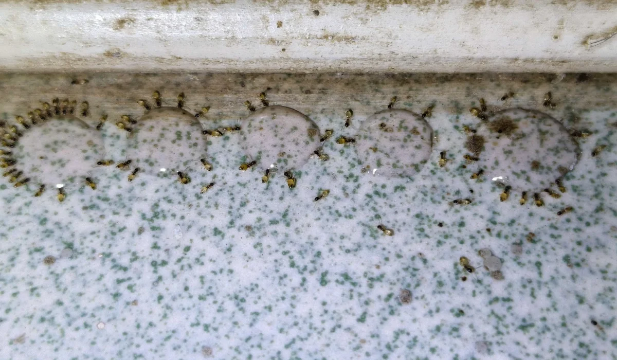 ghost ants in kitchen