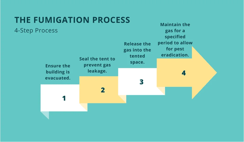 the fumigation process