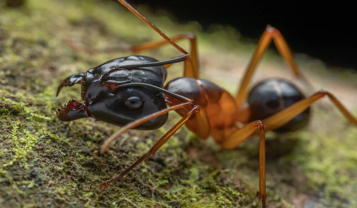 big headed ant