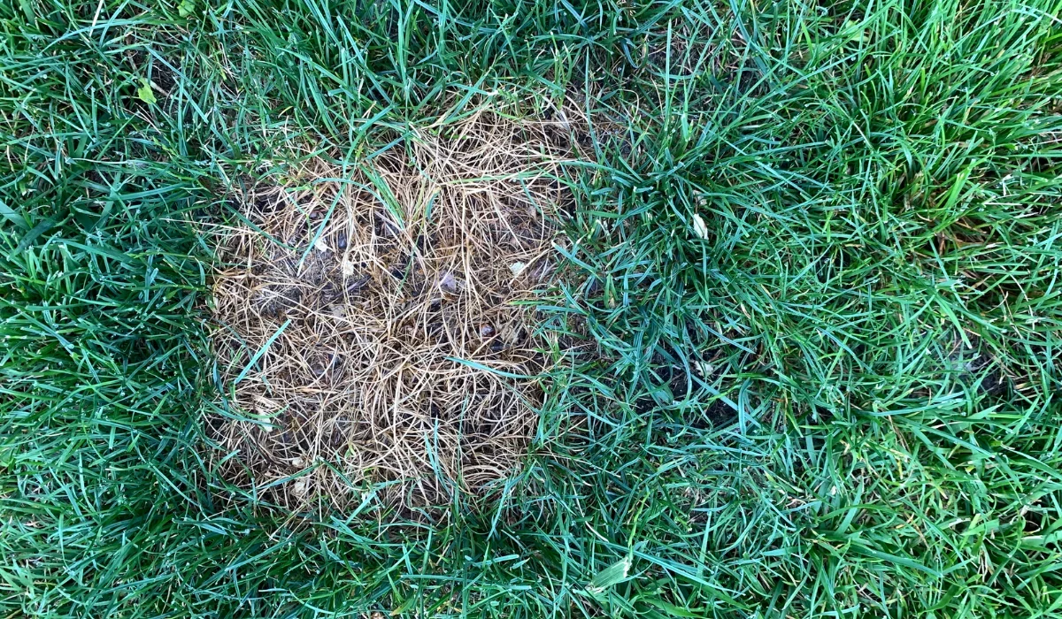 lawn brown patch