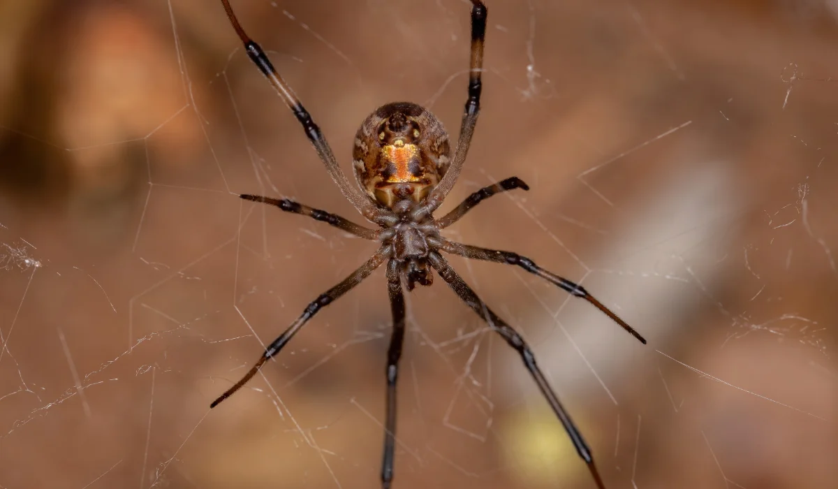 brown widow spider
