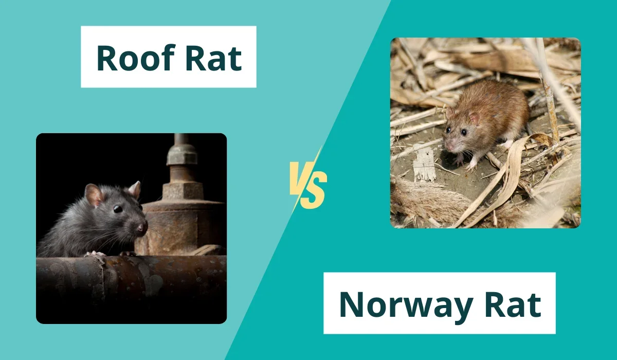 Roof Rat vs. Norway Rat: What's the Difference? | Native Pest ...