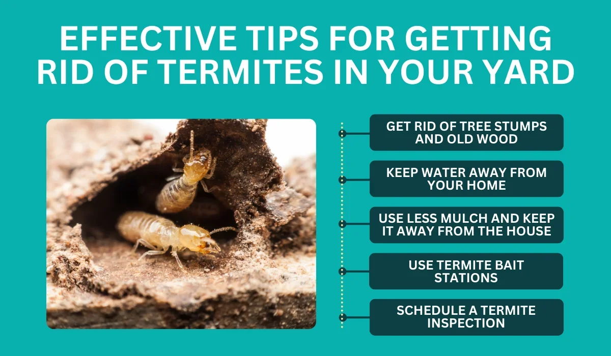 Tips for Getting Rid of Termites