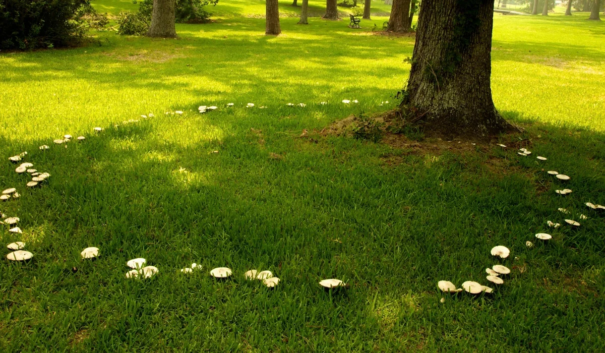 fairy ring