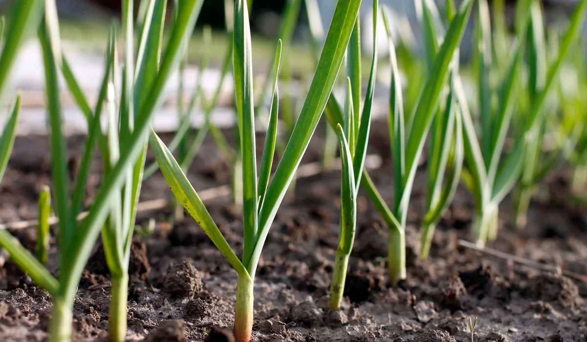 garlic plant