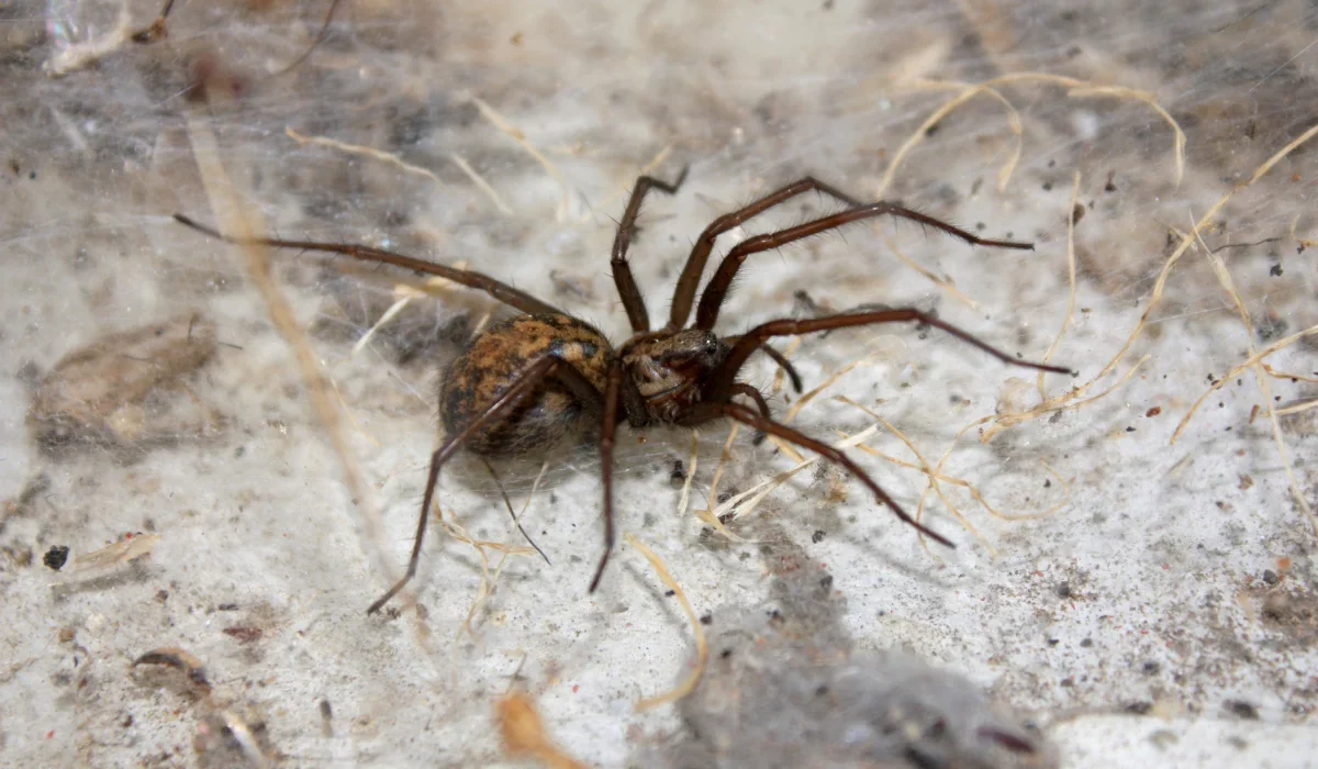 hobo spider