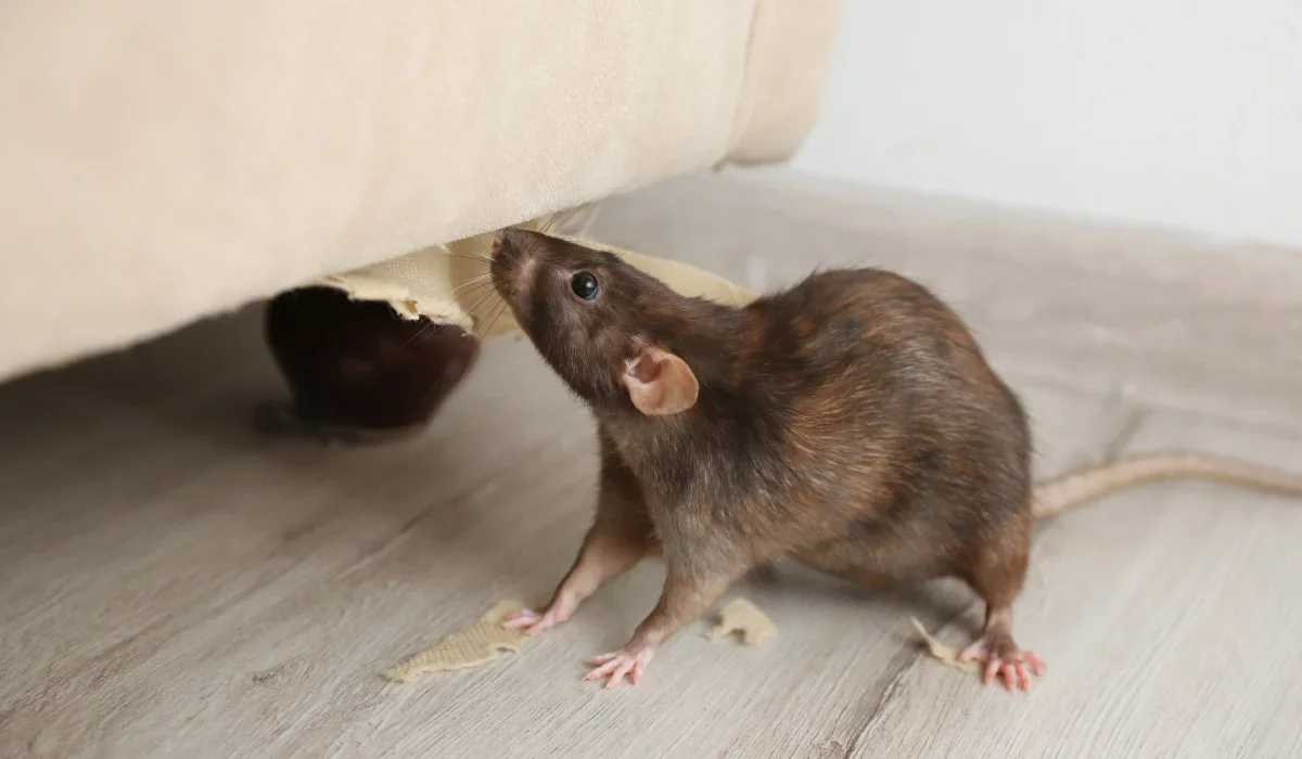 house mice