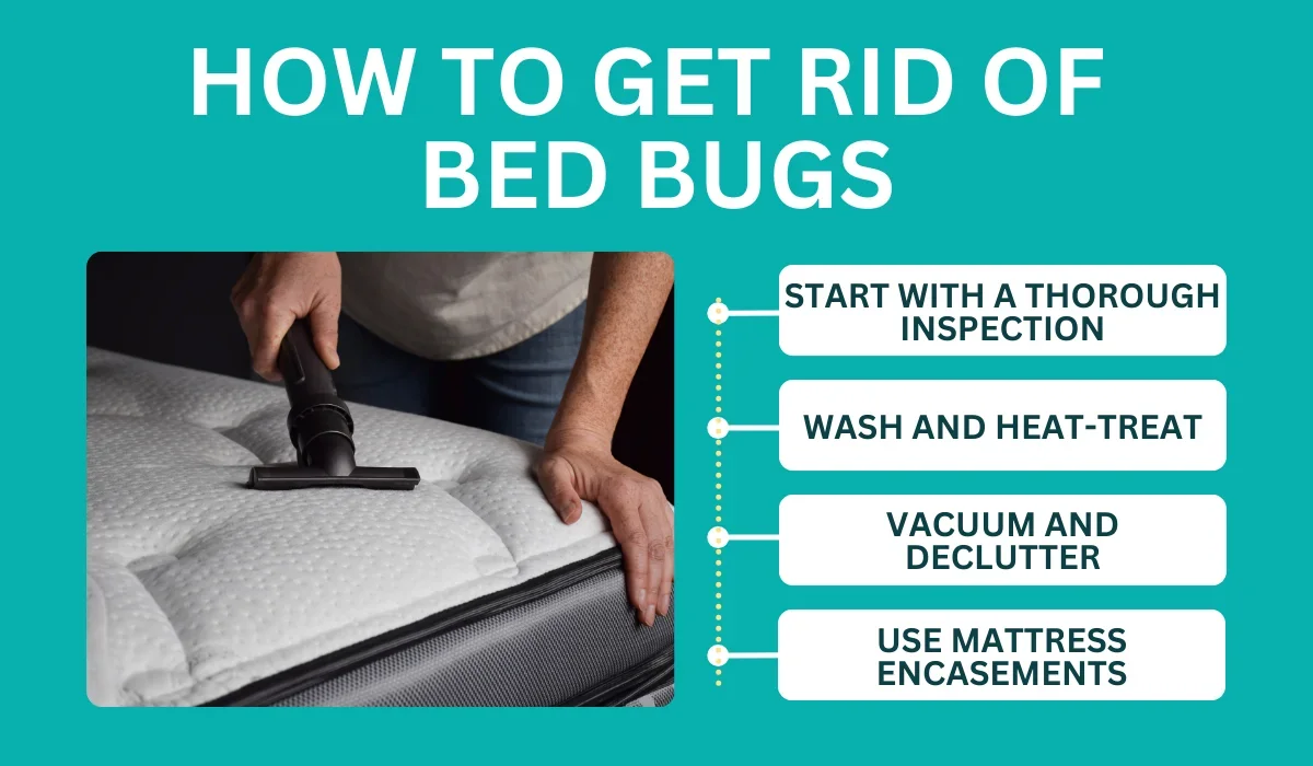 how to get rid of bed bug