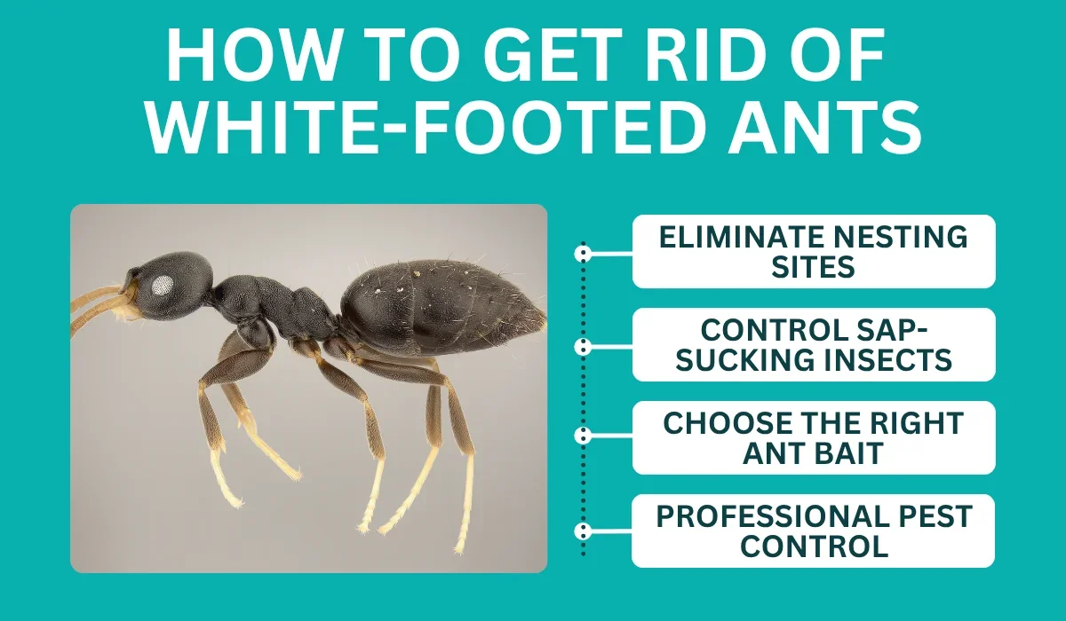 How to get rid of white-footed ants