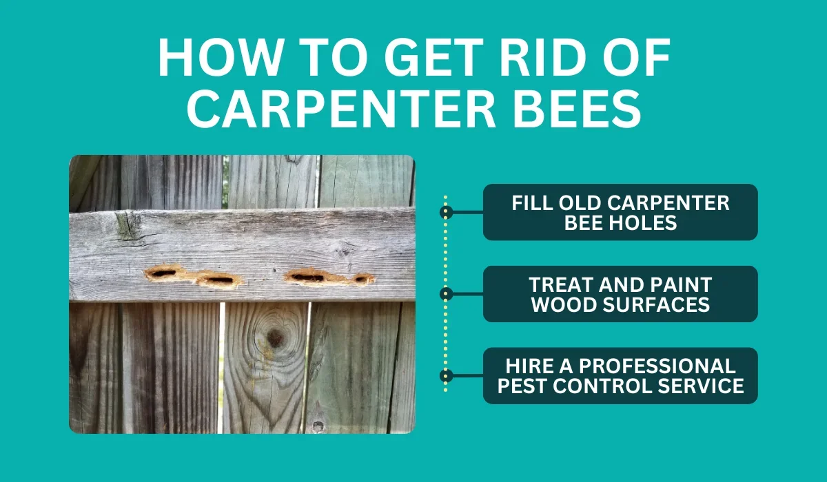 how to get rid of carpenter bee