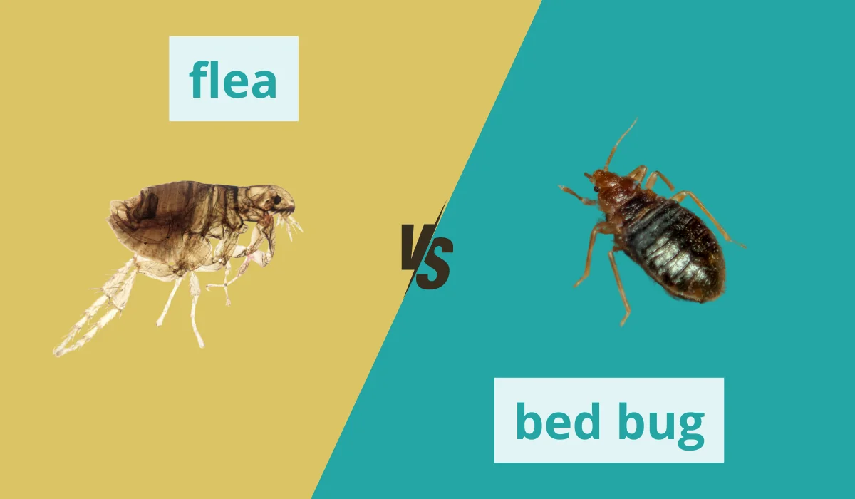 flea vs bed bug side by side comparison