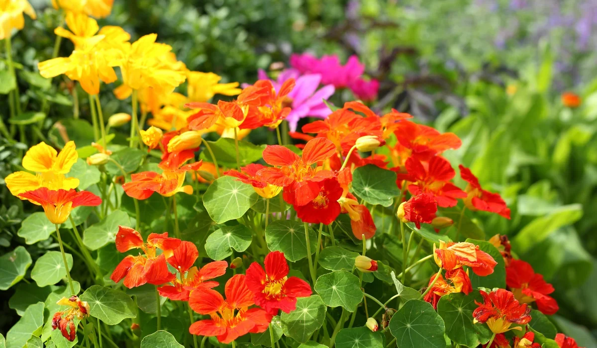 Nasturtium plant