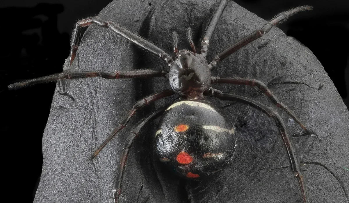 northern black widow spider