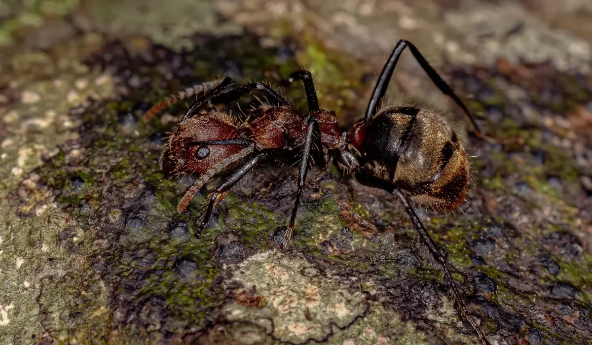 odorous house ant