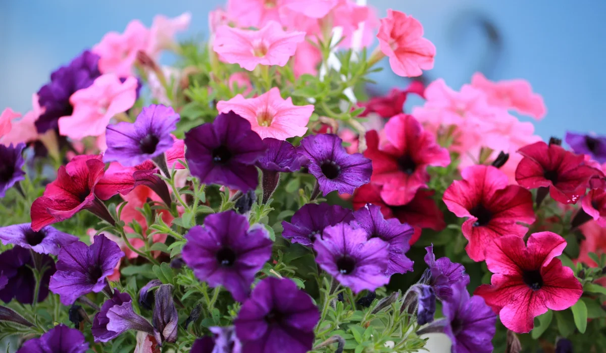 Petunias plant